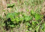 Alchemilla subcrenata