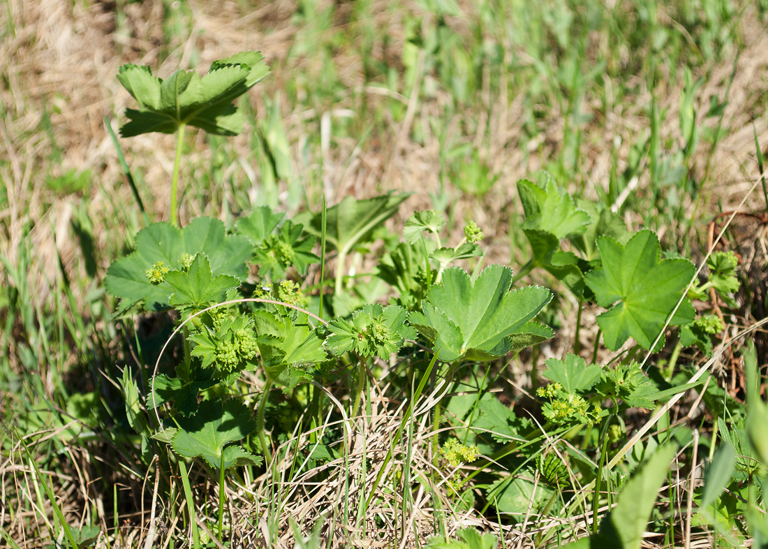 Изображение особи Alchemilla subcrenata.