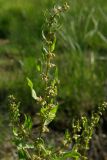 Rumex conglomeratus. Верхняя часть цветущего растения. Крым, Инкерман, болотистая местность. 5 июня 2009 г.