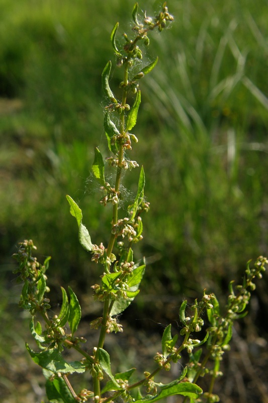 Изображение особи Rumex conglomeratus.