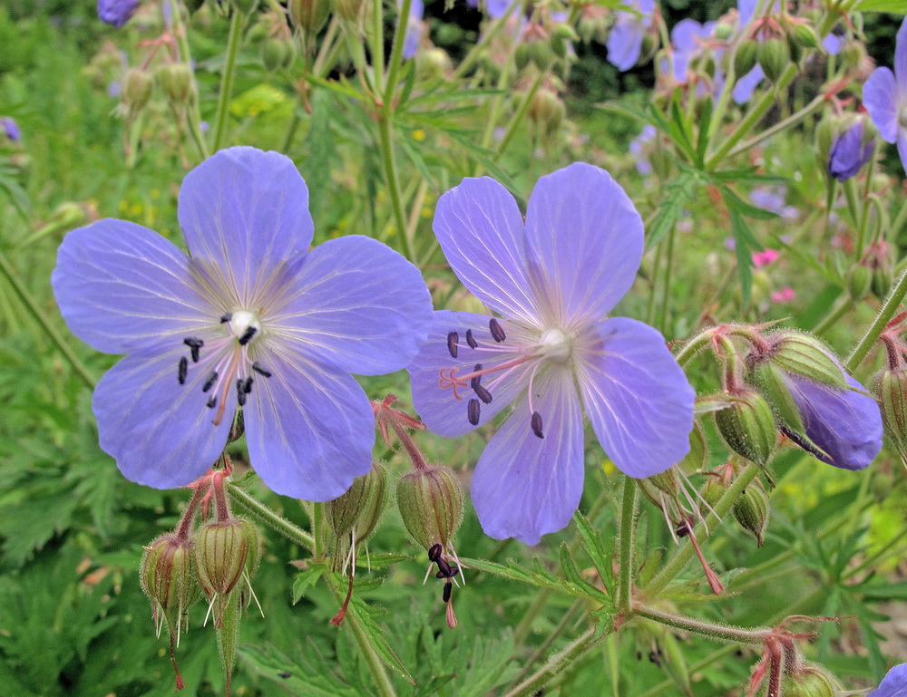 Изображение особи Geranium pratense.