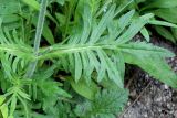 род Scabiosa