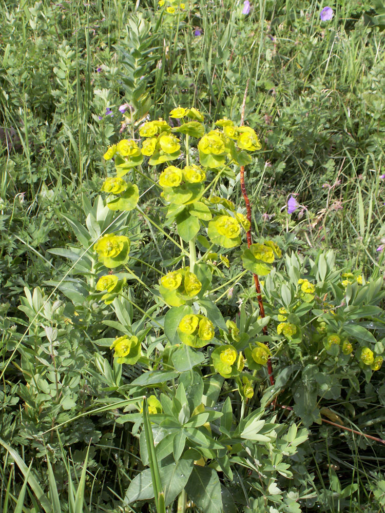 Изображение особи Euphorbia latifolia.