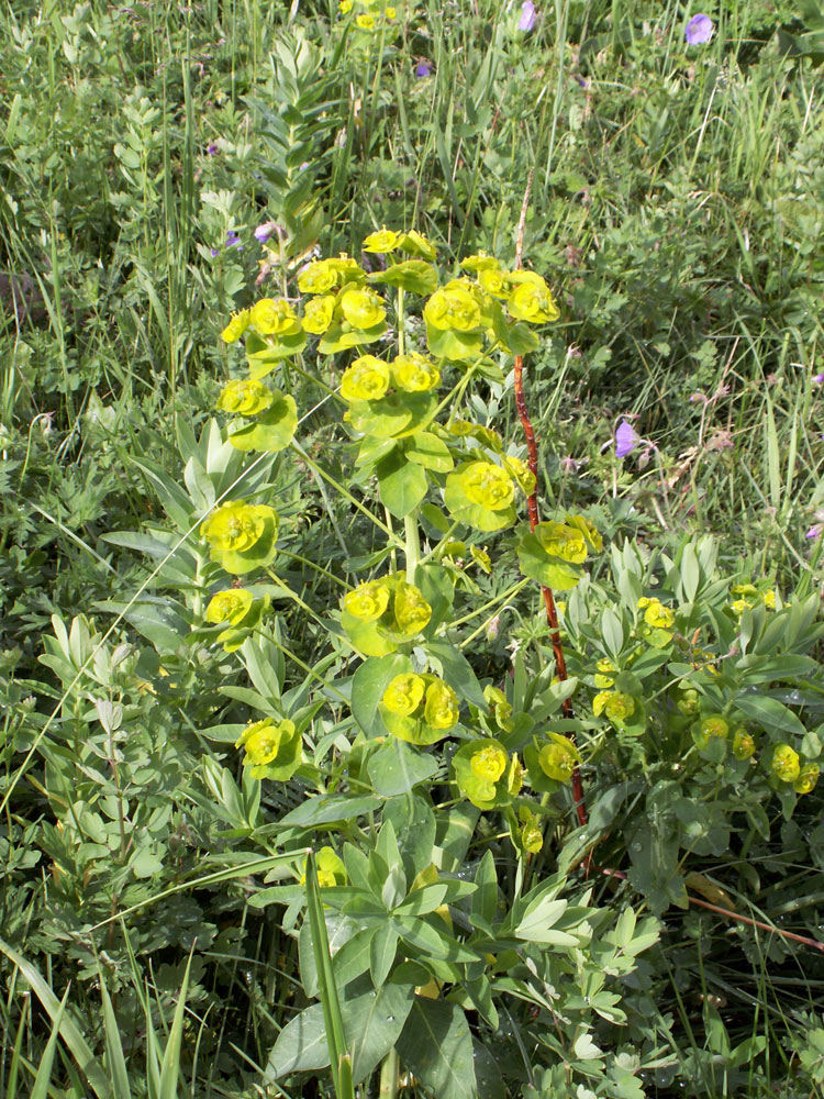 Image of Euphorbia latifolia specimen.