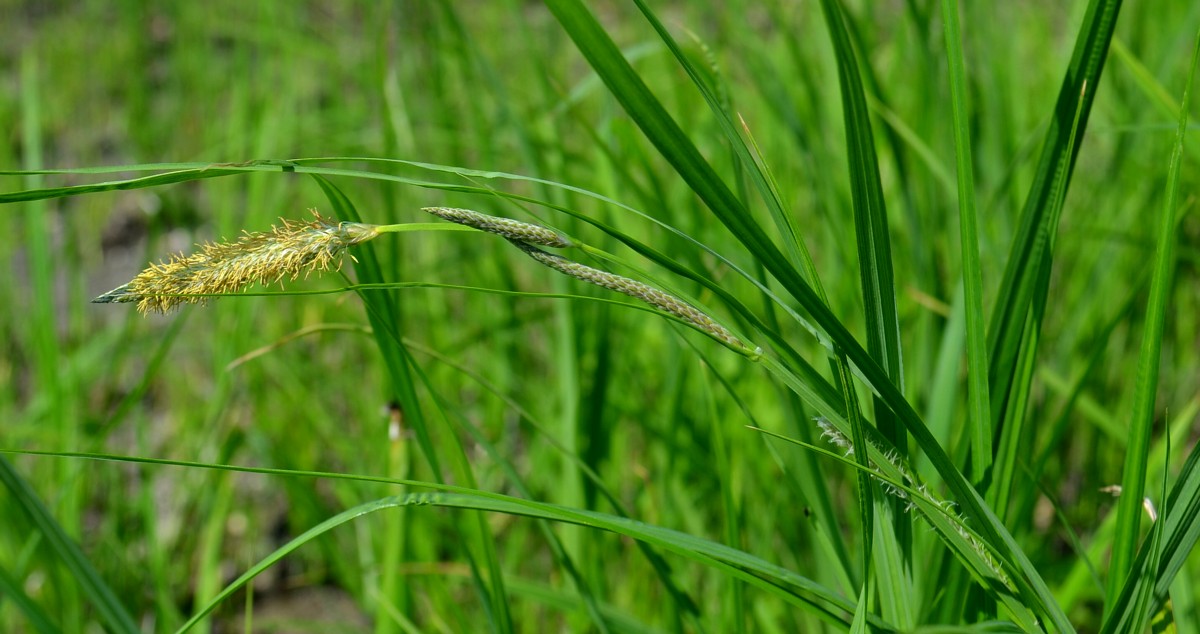 Изображение особи род Carex.