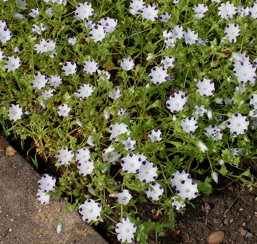Image of Nemophila maculata specimen.