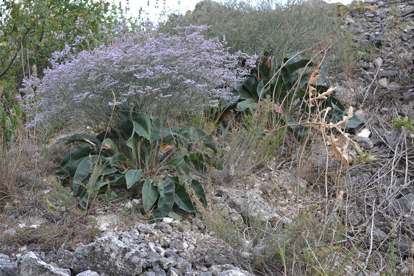 Изображение особи Limonium coriarium.