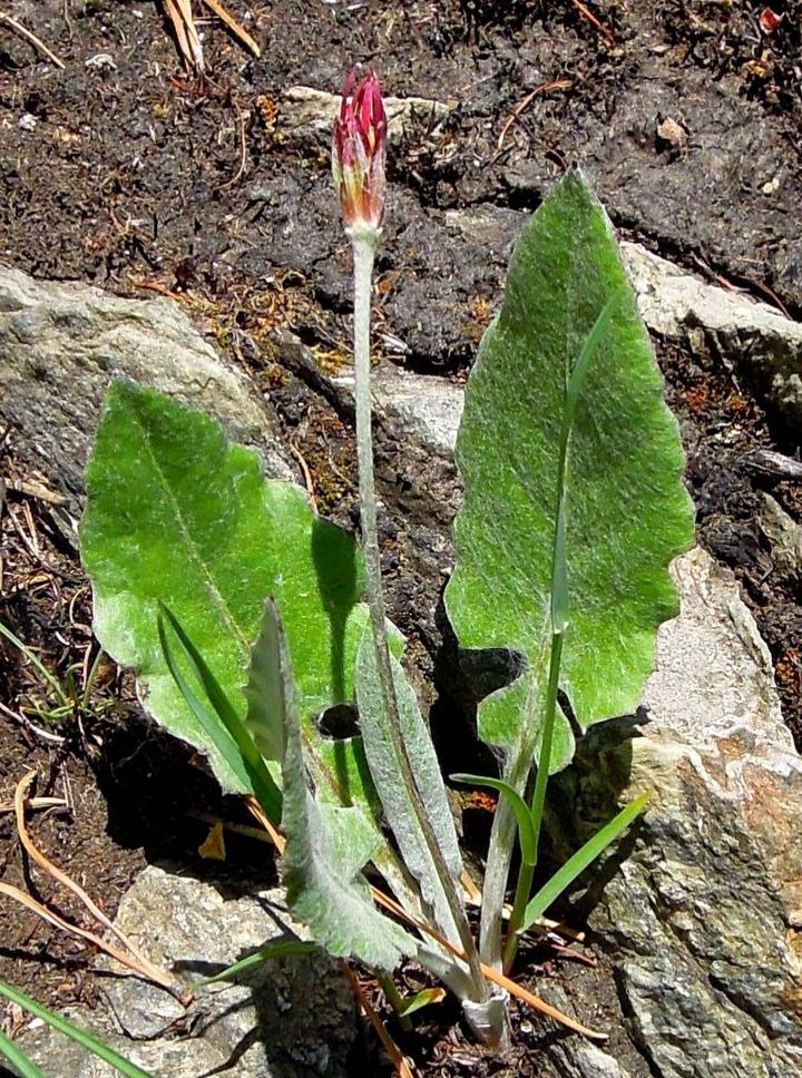 Image of Leibnitzia anandria specimen.