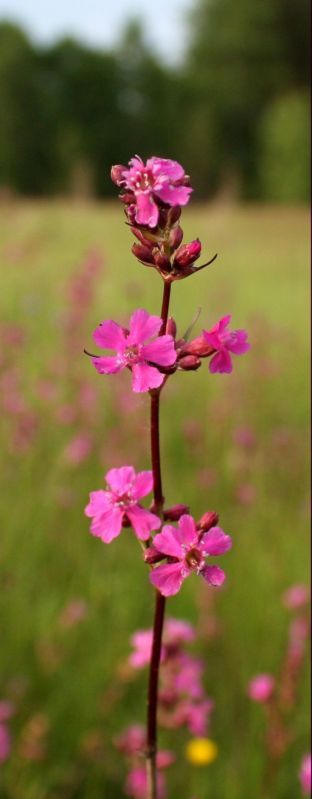 Изображение особи Viscaria vulgaris.