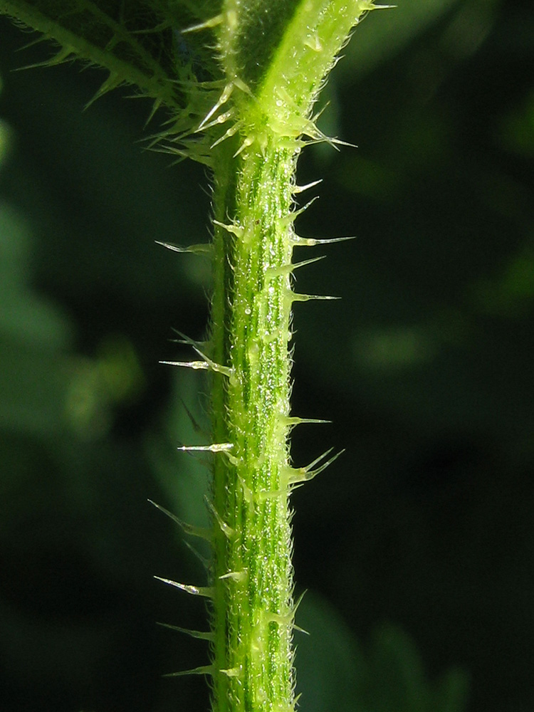 Изображение особи Urtica dioica.