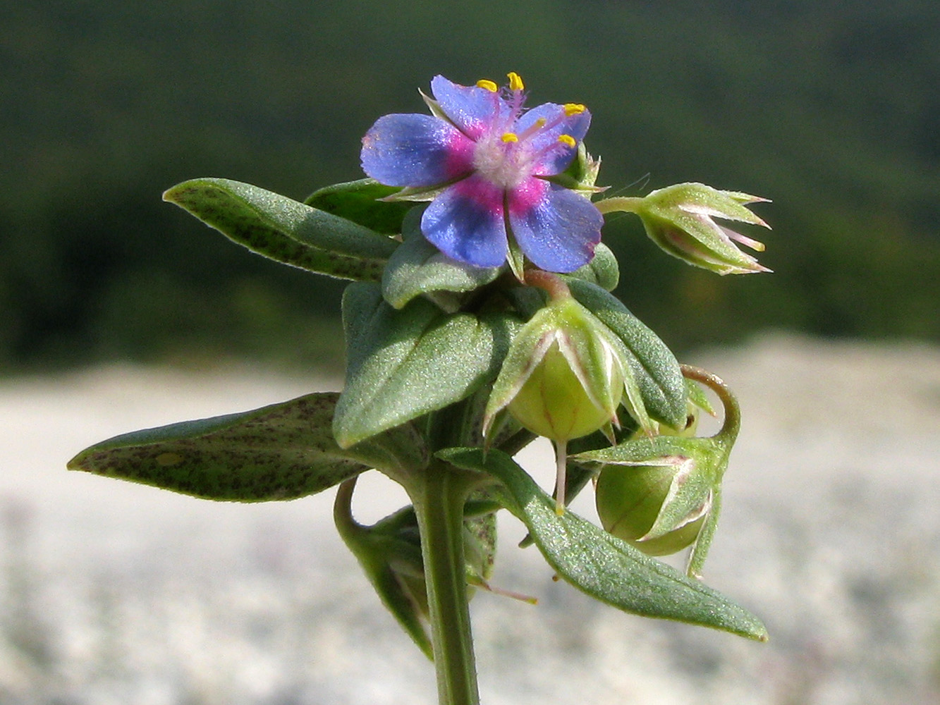 Изображение особи Anagallis foemina.