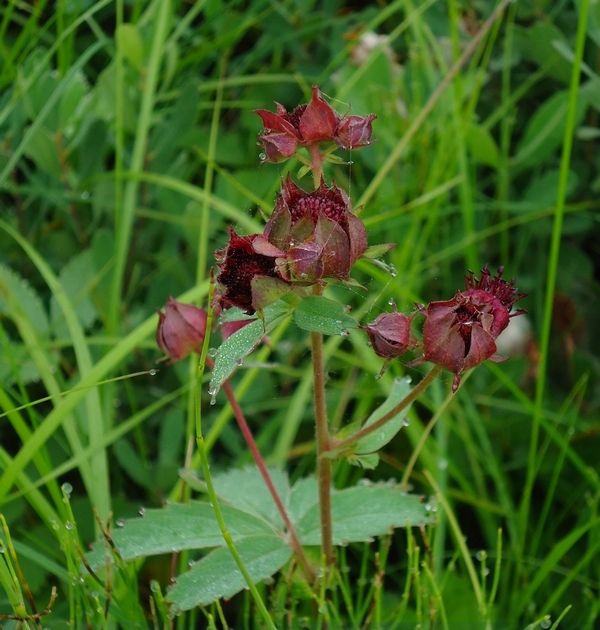 Image of Comarum palustre specimen.