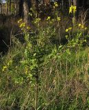 Sisymbrium loeselii. Цветущее растение. Краснодарский край, окр. г. Крымск, берег р. Адагум. 11.10.2013.