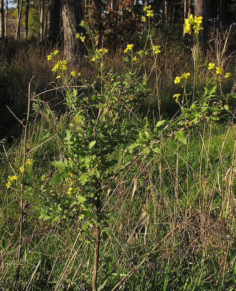 Изображение особи Sisymbrium loeselii.