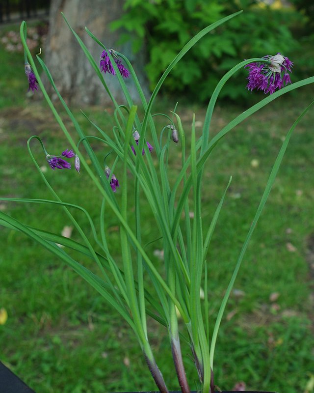 Image of Allium cyathophorum var. farreri specimen.