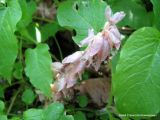 Lathraea squamaria. Соцветие. Беларусь, Гродненская обл., Новогрудский р-н, дер. Мотча. 09.05.2013.
