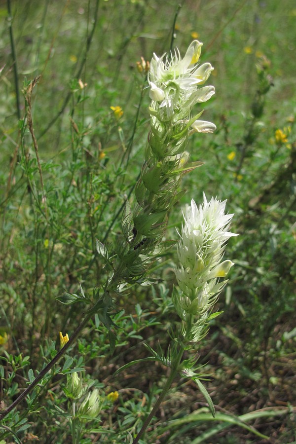 Изображение особи Melampyrum argyrocomum.