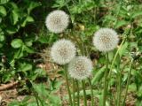 genus Taraxacum