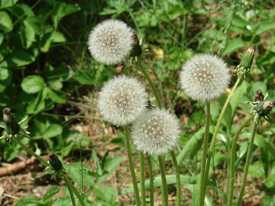 Image of genus Taraxacum specimen.