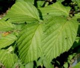 Rhodotypos scandens. Верхушка побега. Германия, г. Дюссельдорф, Ботанический сад университета. 14.08.2013.