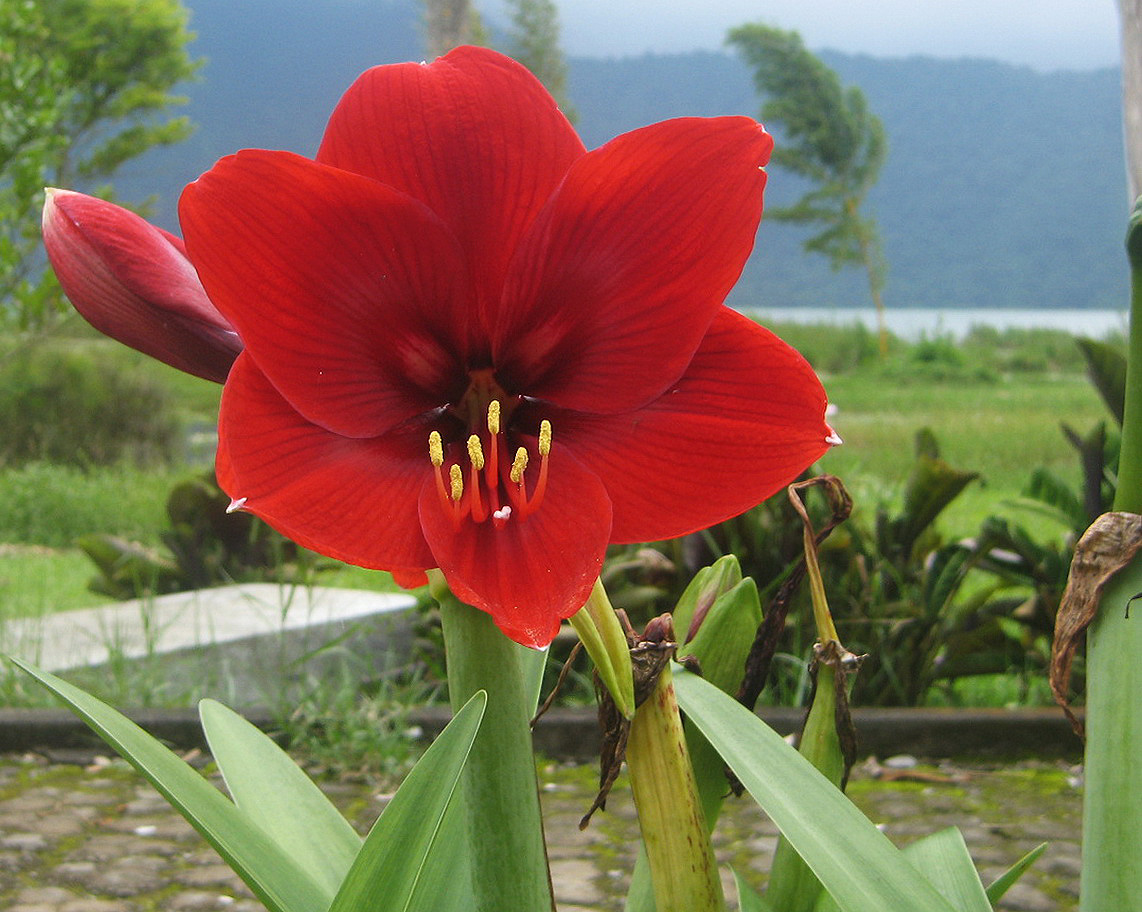 Изображение особи род Hippeastrum.