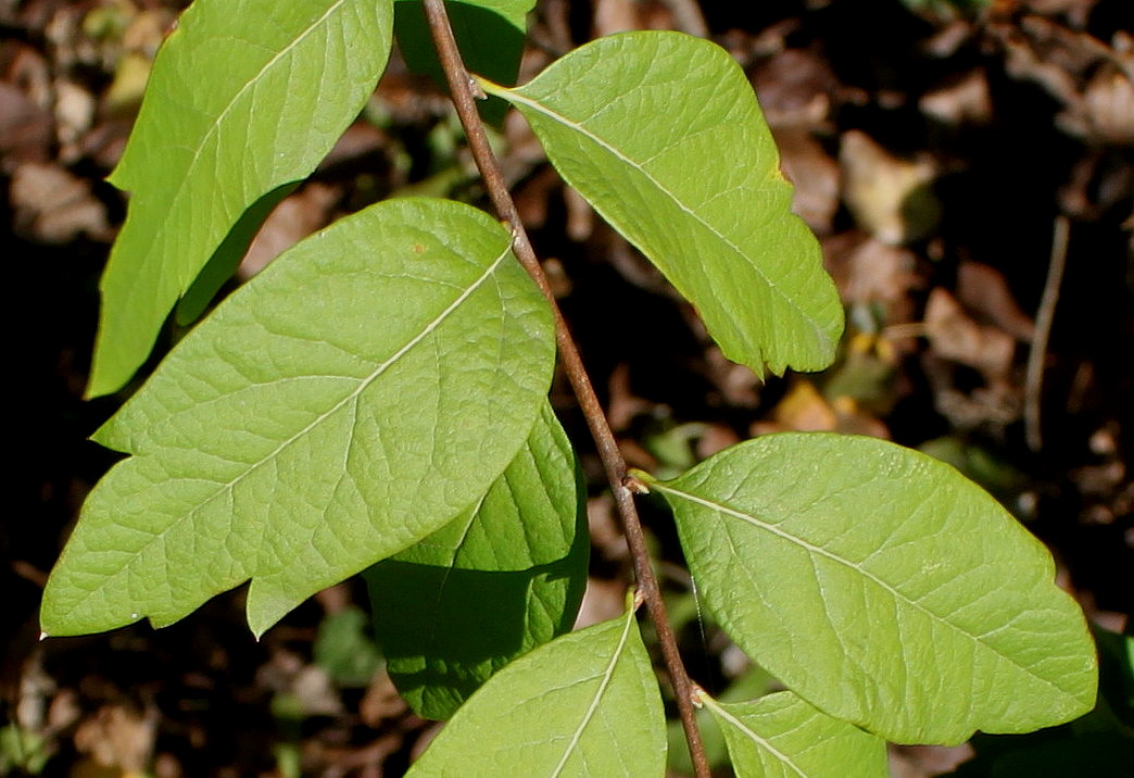 Image of Spiraea media specimen.