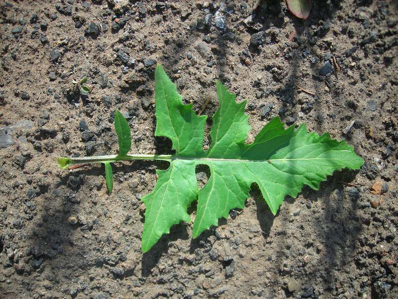 Изображение особи Sisymbrium loeselii.