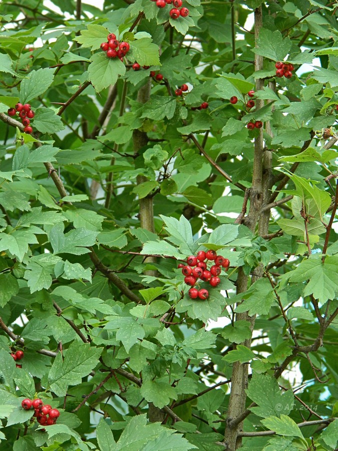 Изображение особи Crataegus dahurica.