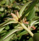 Rhododendron подвид chasmanthum