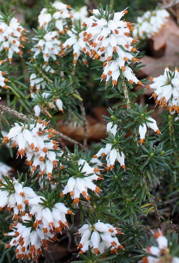 Image of Erica carnea specimen.