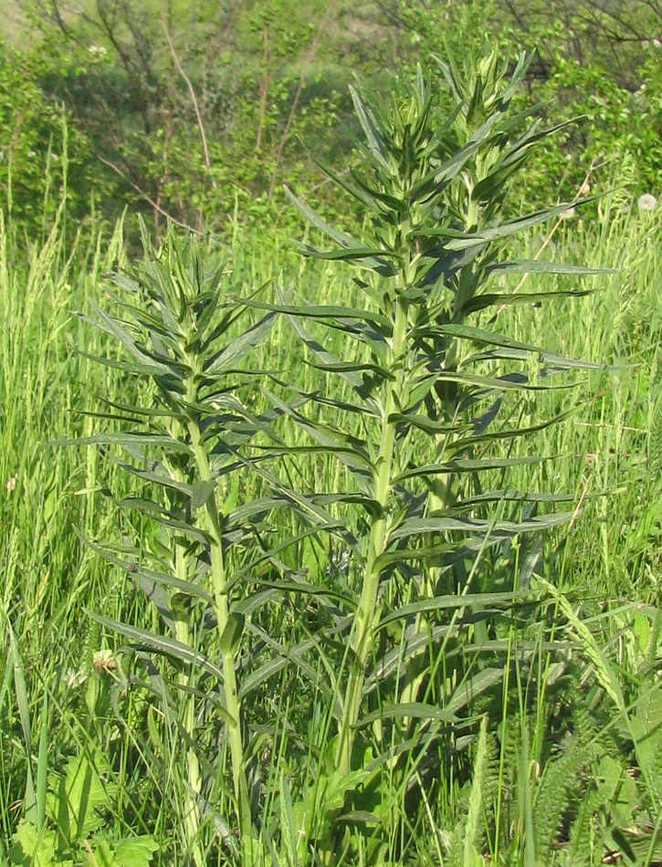 Изображение особи Lithospermum officinale.