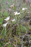 Minuartia hirsuta