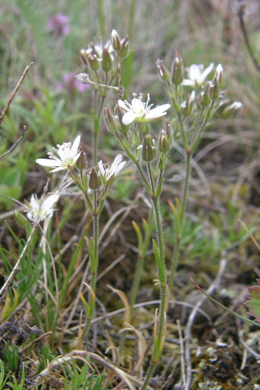 Image of Minuartia hirsuta specimen.