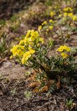 Chorispora sibirica. Цветущее растение. Красноярск, откос дороги. 18.04.2014.