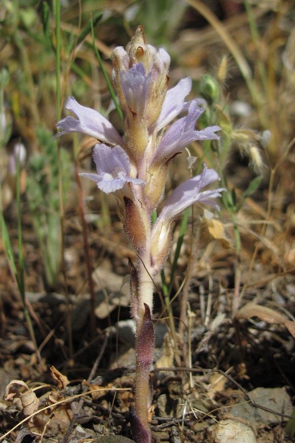 Image of genus Phelipanche specimen.