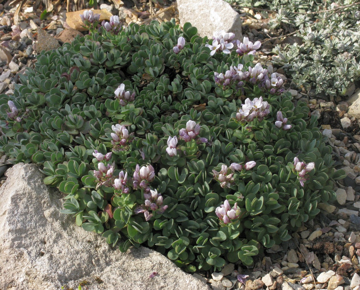 Image of Eunomia rotundifolia specimen.