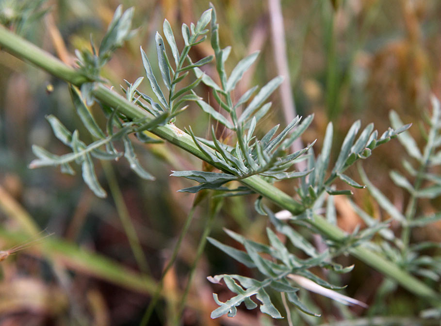 Изображение особи Reseda alba.