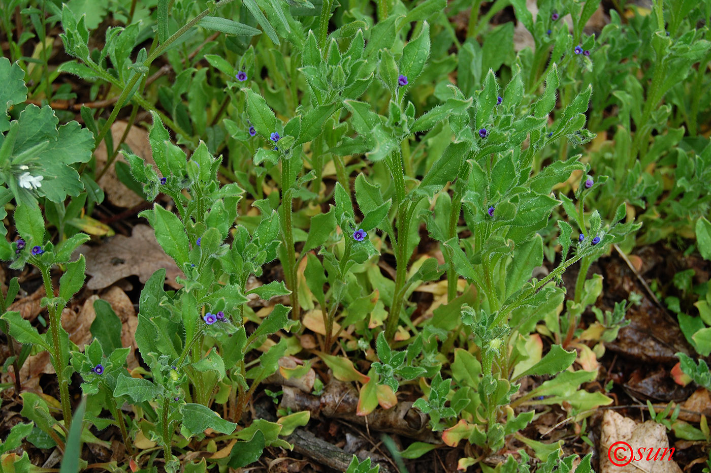 Image of Asperugo procumbens specimen.