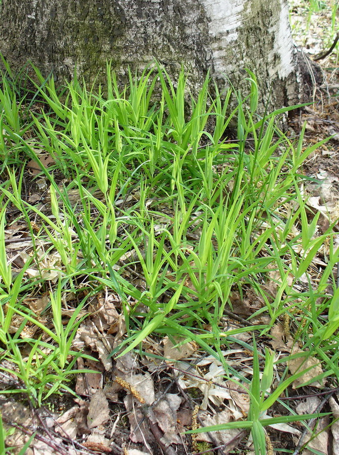 Image of Stellaria holostea specimen.