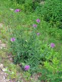 Centaurea scabiosa