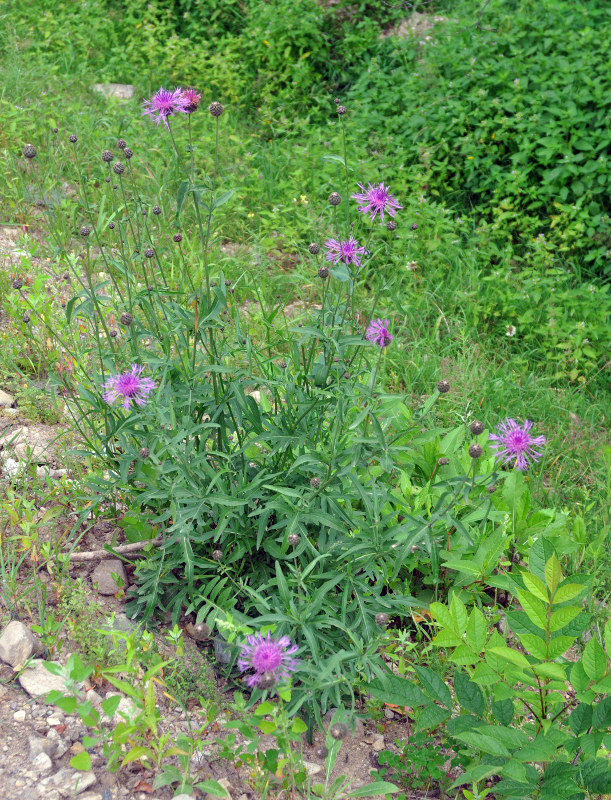 Изображение особи Centaurea scabiosa.