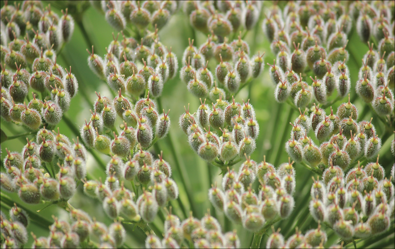 Image of Heracleum stevenii specimen.