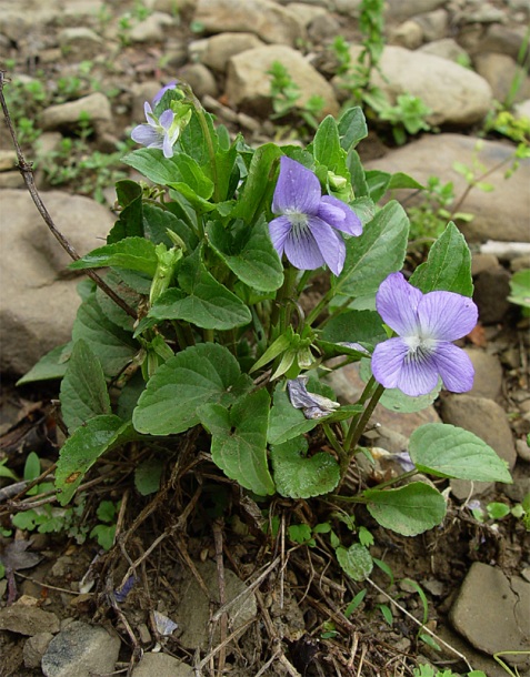 Image of Viola rupestris specimen.