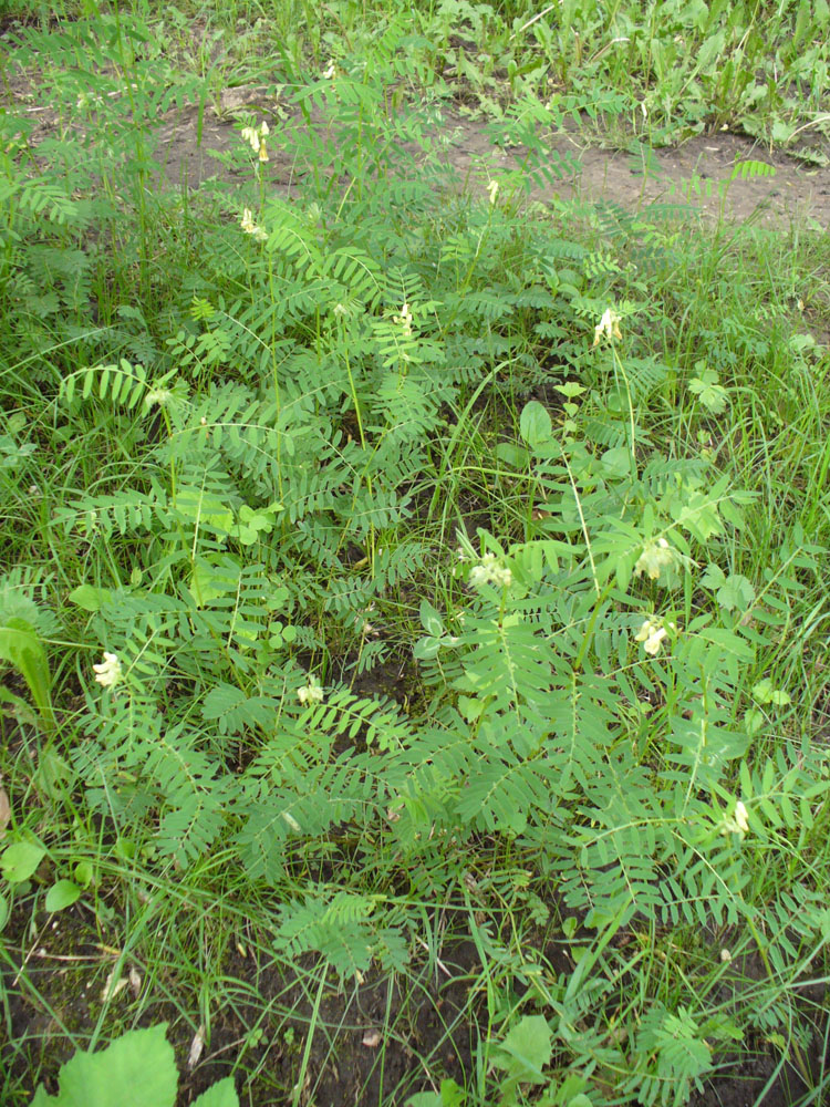 Image of Vicia abbreviata specimen.