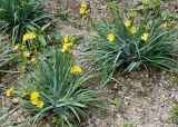 Sisyrinchium macrocarpum. Цветущие и плодоносящие растения. Германия, г. Дюссельдорф, Ботанический сад университета. 02.06.2014.