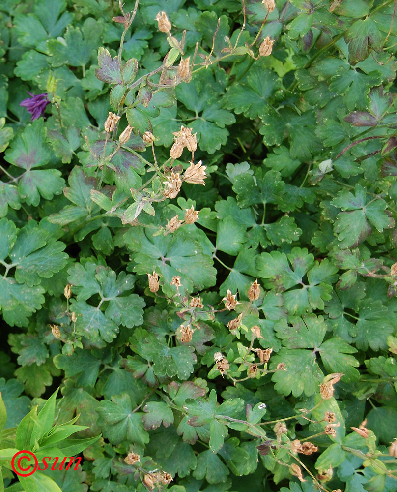 Image of Aquilegia vulgaris specimen.