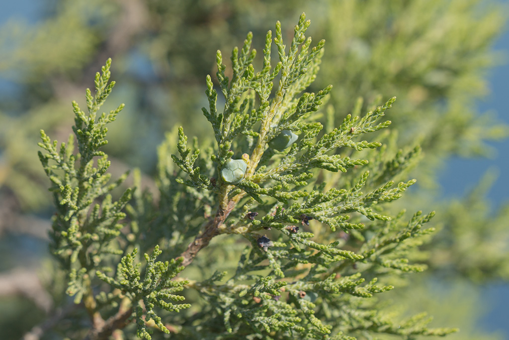 Image of Juniperus excelsa specimen.