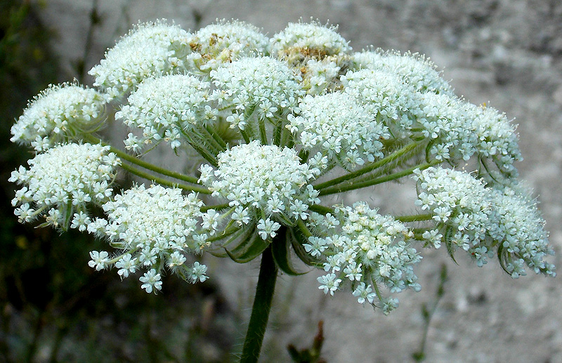 Image of Laserpitium hispidum specimen.