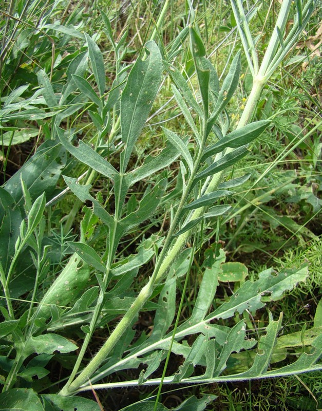 Изображение особи Cephalaria uralensis.