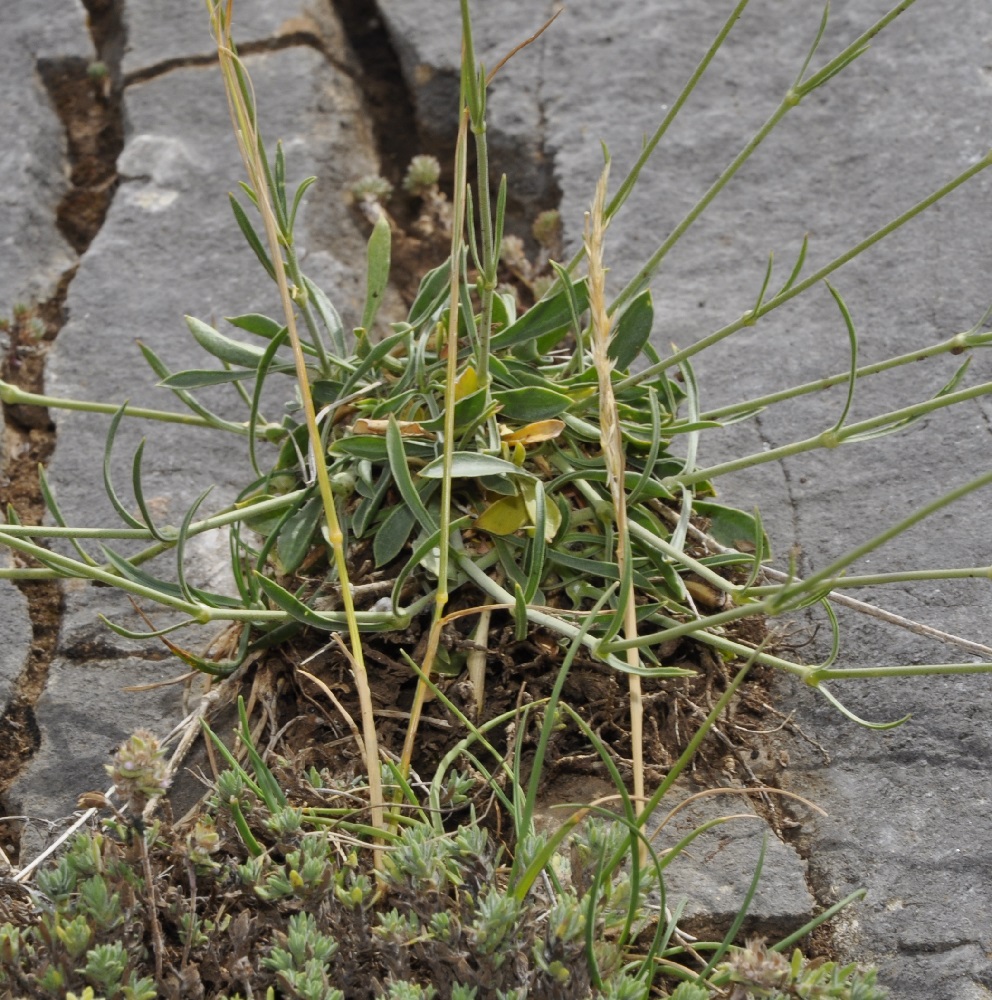 Изображение особи Silene radicosa.